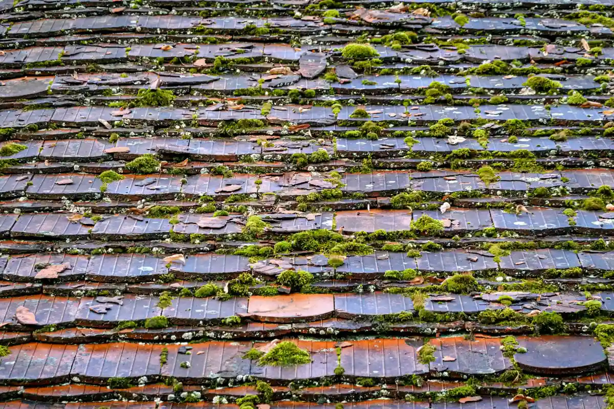 Toiture en tuiles envahie par la mousse avant nettoyage